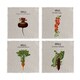 image 1 of RHS Benary Vegetables Set of 4 Napkins
