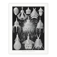 Marine Microorganisms Haeckel Botanical Huge Wall Art Print 18X24 In