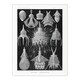 image 1 of Marine Microorganisms Haeckel Botanical Huge Wall Art Print 18X24 In
