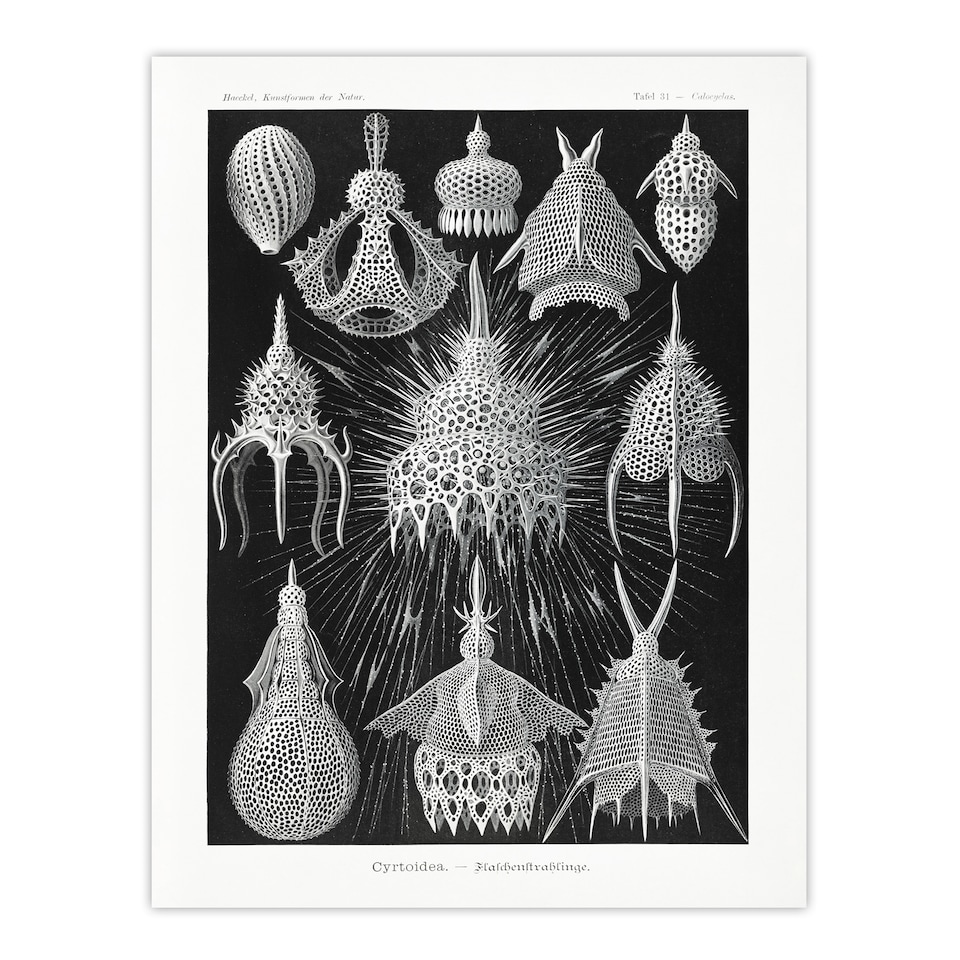 image 1 of Marine Microorganisms Haeckel Botanical Huge Wall Art Print 18X24 In