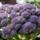 image 1 of Marshalls Garden Broccoli Seeds 'Claret' F1 90 Seeds | Green | Green, Purple