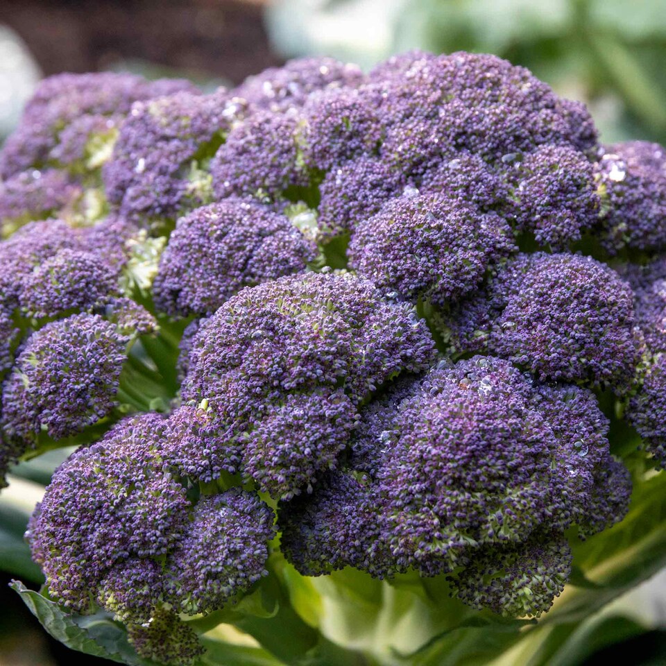 image 1 of Marshalls Garden Broccoli Seeds 'Claret' F1 90 Seeds | Green | Green, Purple