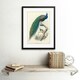 image 2 of Animal Peacock Bird Scientific Pavo Cristatus 12x16" Framed Wall Art Print