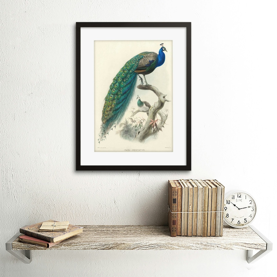 image 1 of Animal Peacock Bird Scientific Pavo Cristatus 12x16" Framed Wall Art Print