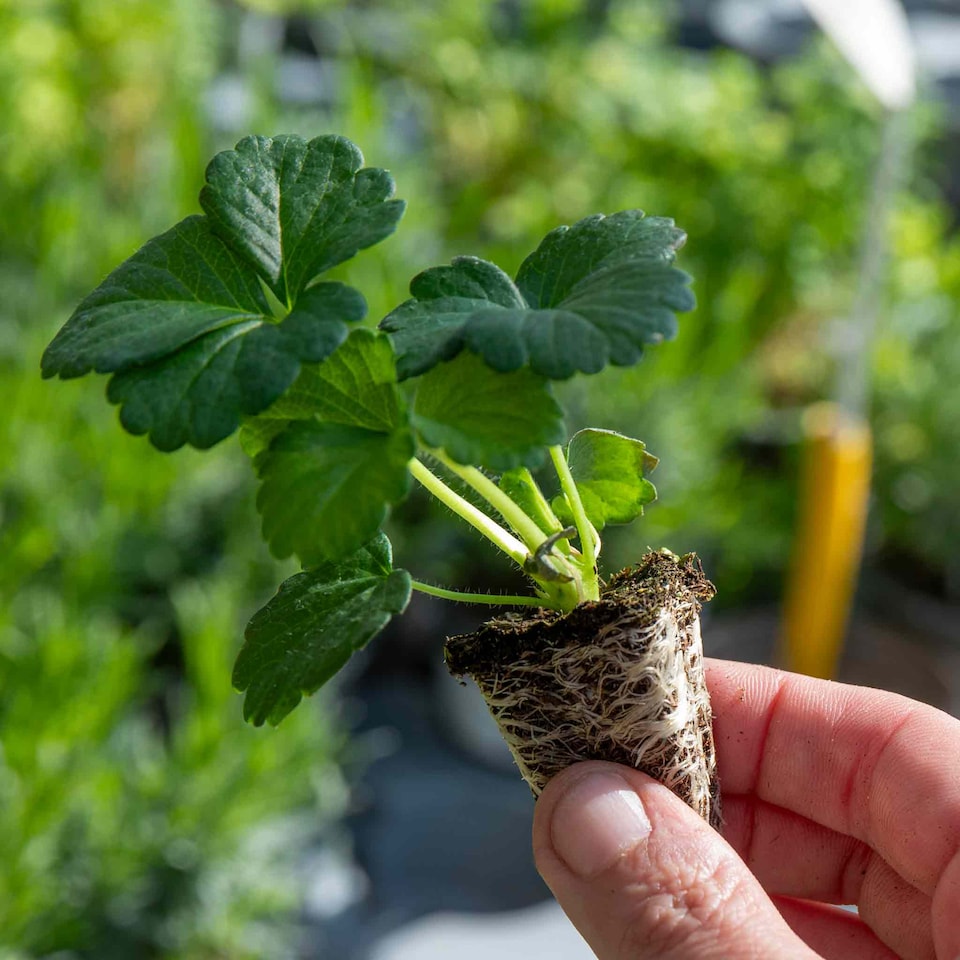 image 1 of Marshalls Garden Strawberry 'Summer Breeze Cherry' - 3 plug plants | Red | Rose-pink