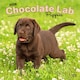 image 1 of Labrador Retriever Puppies, Chocolate 2026 Square Flap Calendar