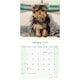 image 3 of Yorkshire Terrier Puppies 2026 Calendar | Square Wall Calendar | Dog Breed Gift | Plastic Free Packaging | by Avonside Publishing