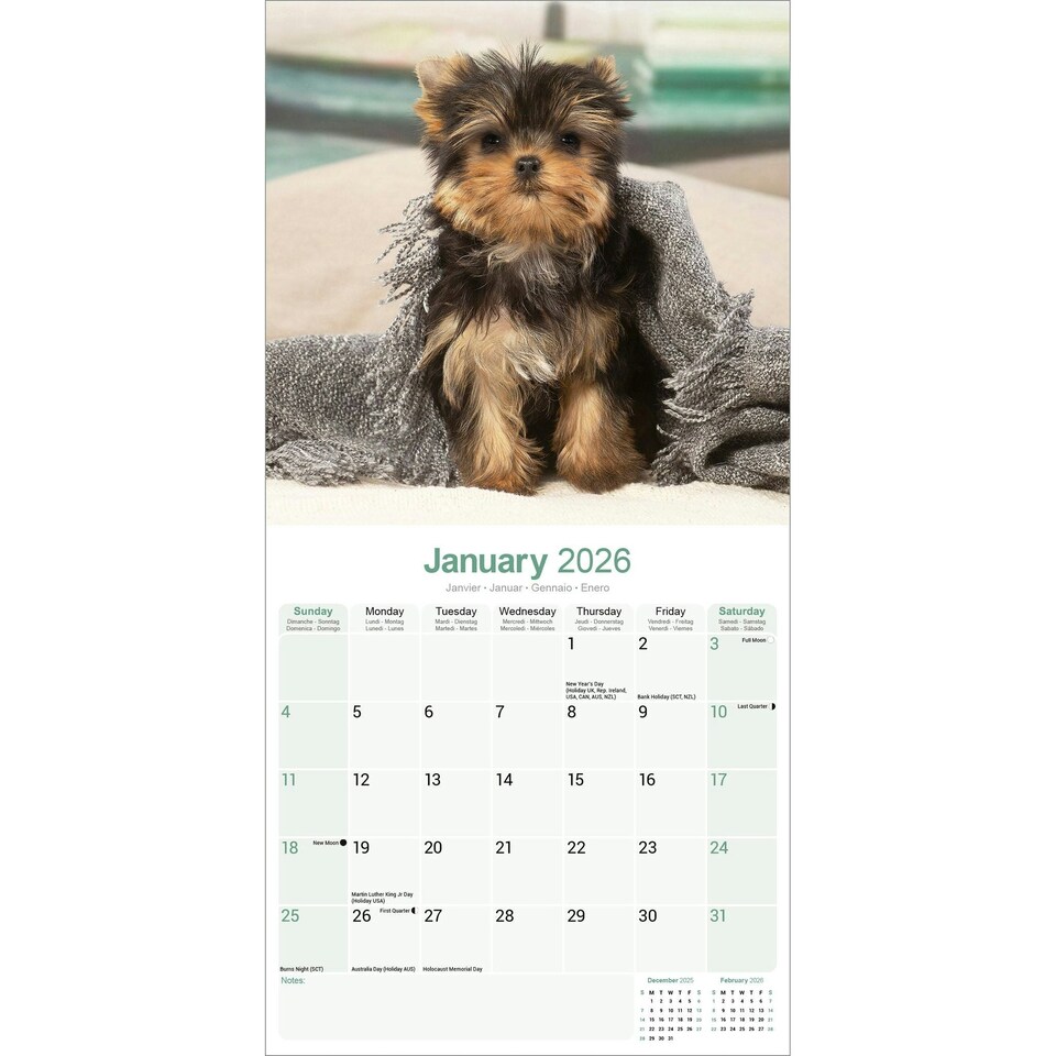 image 1 of Yorkshire Terrier Puppies 2026 Calendar | Square Wall Calendar | Dog Breed Gift | Plastic Free Packaging | by Avonside Publishing
