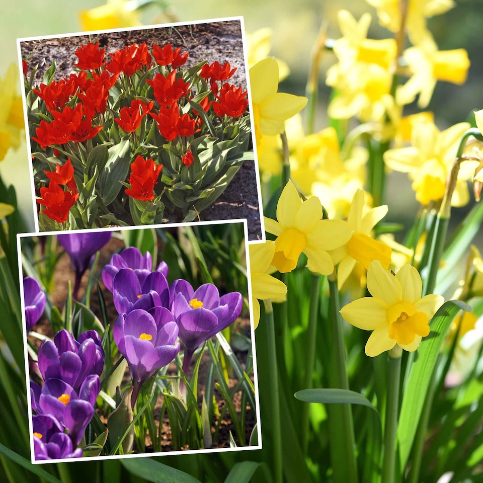 image 1 of Marshalls Garden Spring Joy Bulb Mix - 24 Bulbs