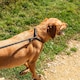 image 3 of Mountain Paws Dog Slip Lead