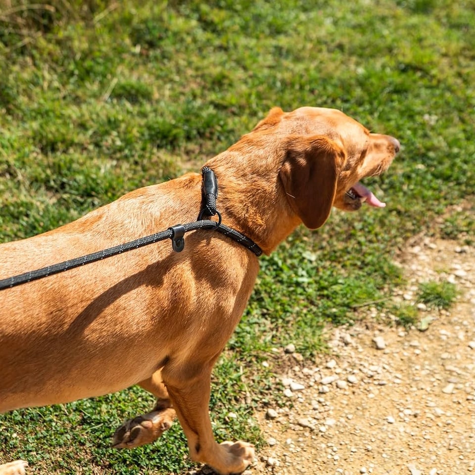 image 1 of Mountain Paws Dog Slip Lead