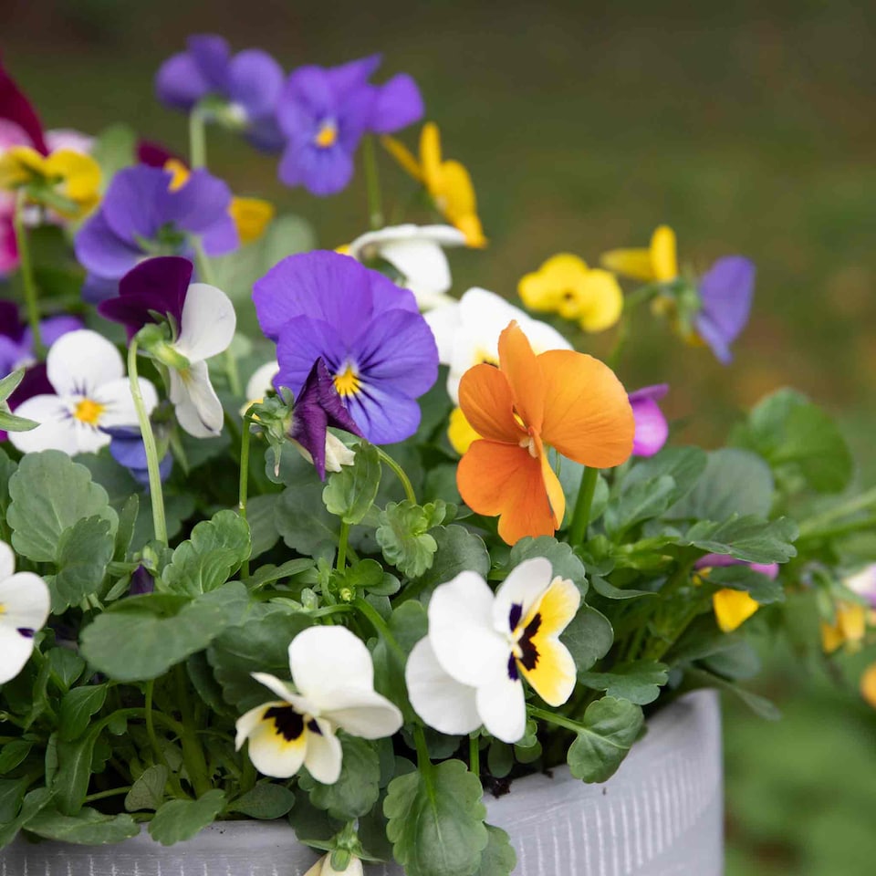 image 1 of Viola 'Sorbet Mix' - Garden-ready plugs, winter to early spring blooms