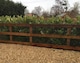 image 3 of 10x Cherry Laurel Evergreen Hedging Plants Large 60-80cm in 3 Litre Pots by Direct Plants