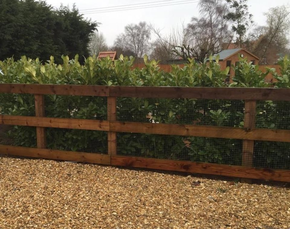 image 1 of 10x Cherry Laurel Evergreen Hedging Plants Large 60-80cm in 3 Litre Pots by Direct Plants