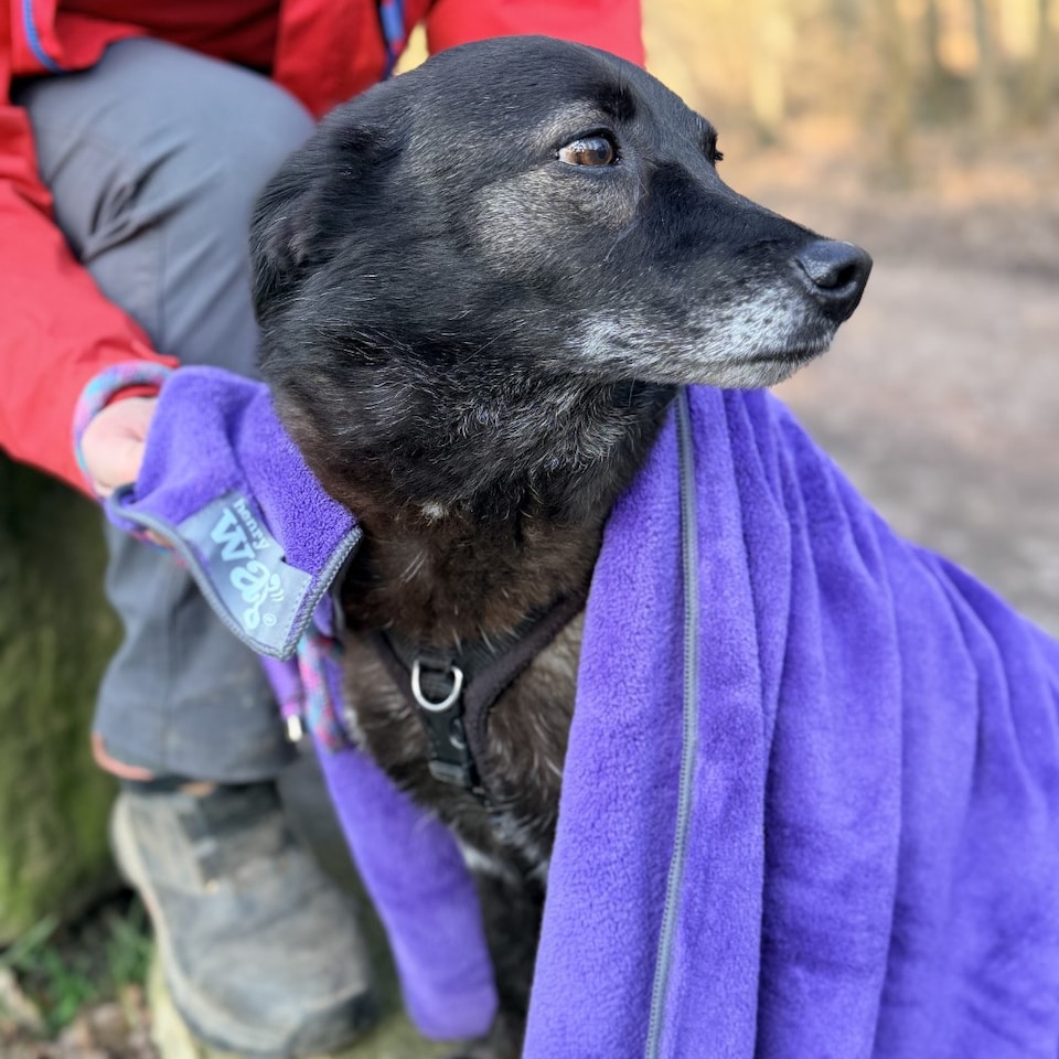 image 1 of Henry Wag Large Purple Pet Cleaning Towel