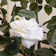 image 3 of Scottish Everlastings 126cm Artificial Rose Tree