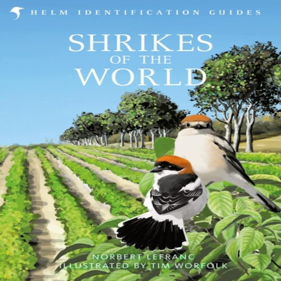 Shrikes Of The World