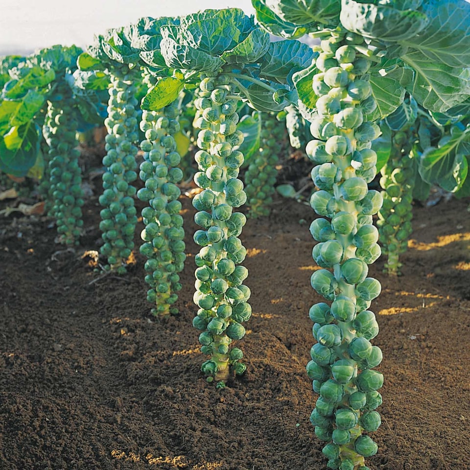 image 1 of Brussels Sprout Igor F1 (Organic) | Multi | Green