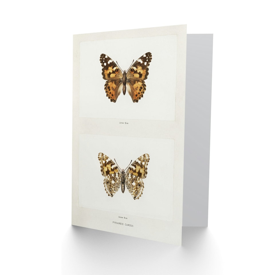 image 1 of Sherman Denton Art Card Painted Lady Butterfly Vintage Illustration