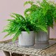 image 5 of Burgon & Ball Provence Small Grey Glazed Pot