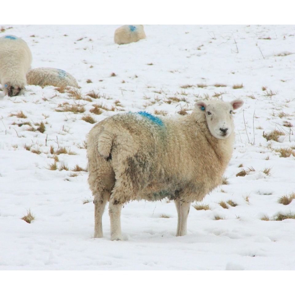 Kevin Milner In The Pasture Alresford Christmas Card - White/Light Brown - One Size