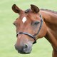 image 2 of Shires Blenheim Cavesson Noseband Black | Cob