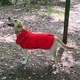 image 4 of Henry Wag Large Red Dog Drying Coat