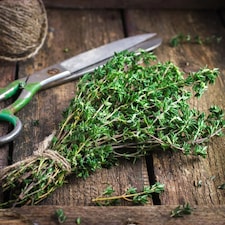 Carbeth Plants Thyme Herb Plant in 18cm Pot - Fresh Culinary Herbs for Garden, Patio & Kitchen