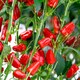 image 3 of Carbeth Plants Chilli Pepper Fresno Vegetable Plant - 9cm Pot - Easy Grow Kitchen Garden