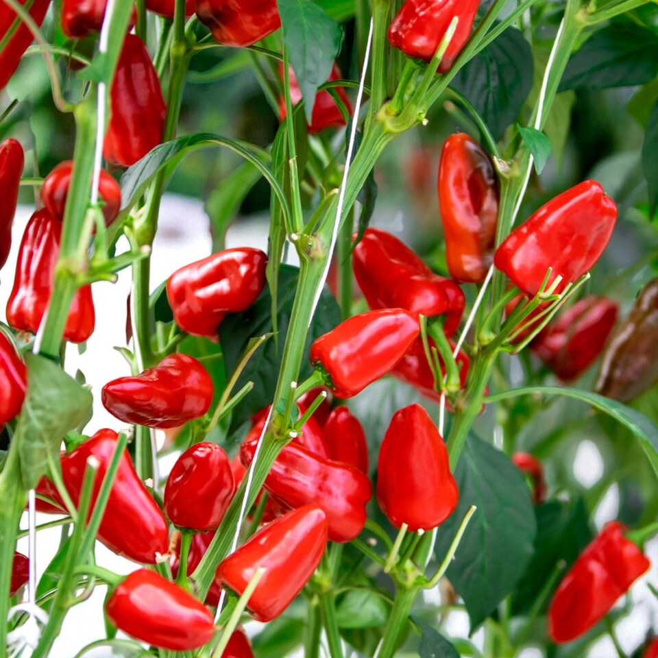 image 1 of Carbeth Plants Chilli Pepper Fresno Vegetable Plant - 9cm Pot - Easy Grow Kitchen Garden
