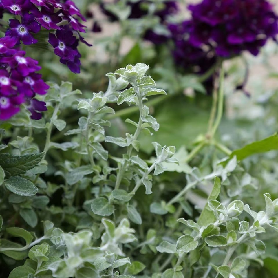 Helichrysum Silver Mist 15 x Jumbo Seedling Plug Plants