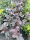 image 2 of 2 Mixed Extra Large Physocarpus Shrubs | Diablo & Lemon Raspberry | in 3 Litre Pots By Direct Plants