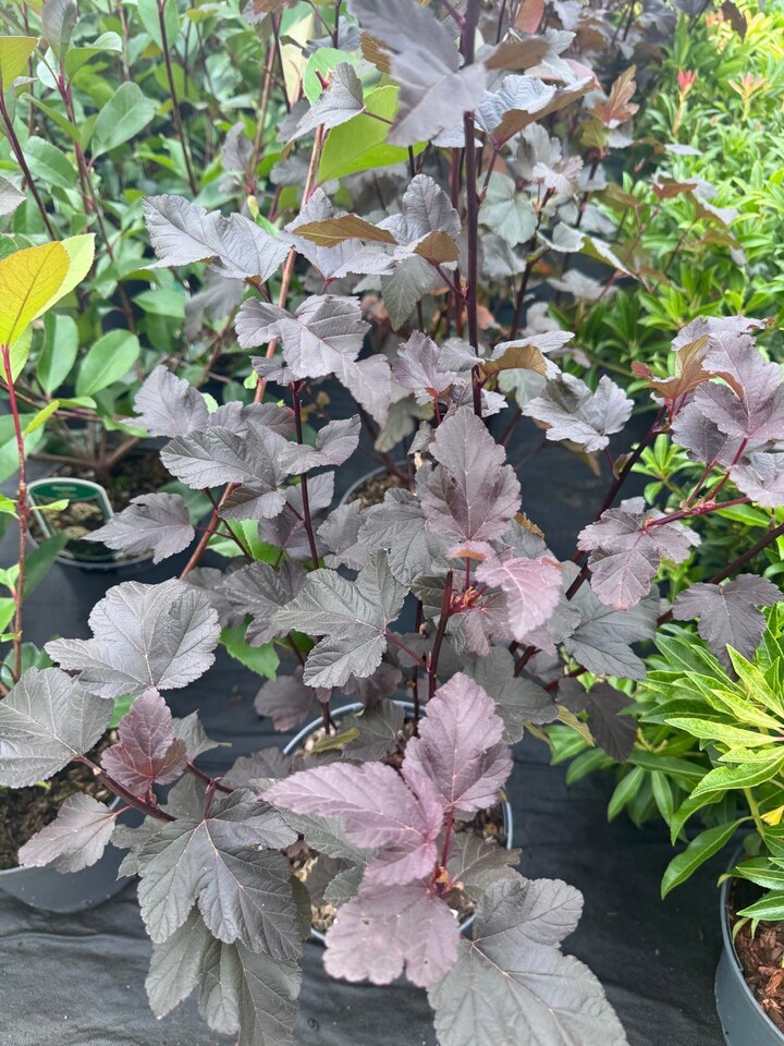 image 1 of 2 Mixed Extra Large Physocarpus Shrubs | Diablo & Lemon Raspberry | in 3 Litre Pots By Direct Plants