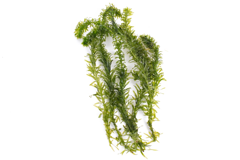 image 1 of Brazilian Waterweed (Egeria densa) - Live Aquarium Plant for Background Planting, No CO2 Needed - Fish Tank Plant