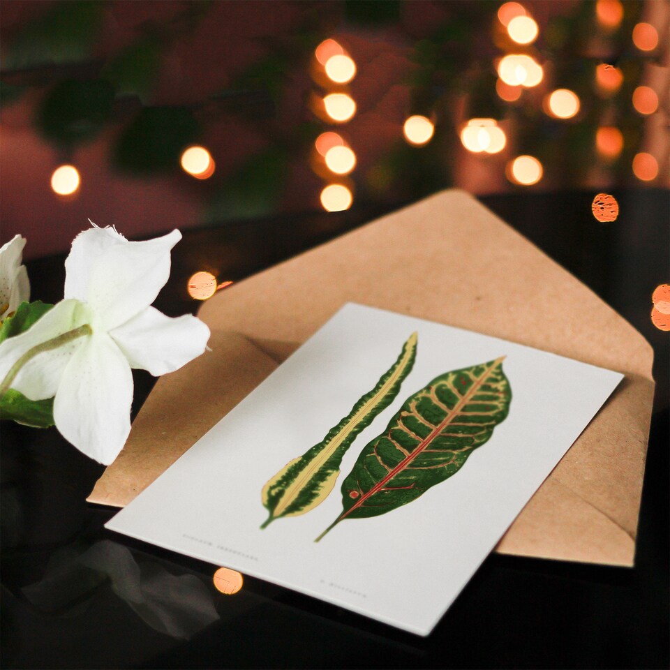 image 1 of AF Lydon Benjamin Fawcett Croton Plant Leaf Varieties Art Card