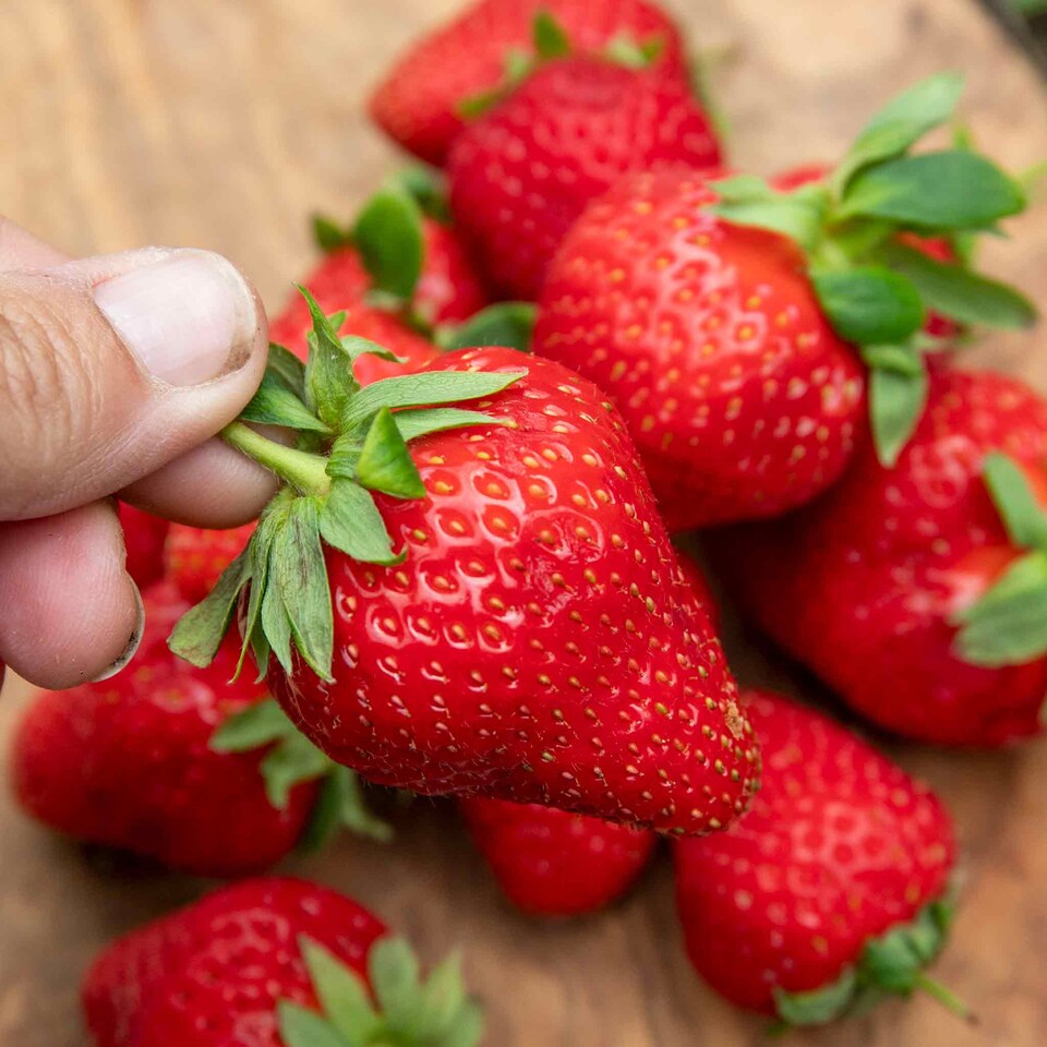 image 1 of Marshalls Garden Strawberry 'Marshmello' Extra-Sweet Mid-Season Variety 30 bare root