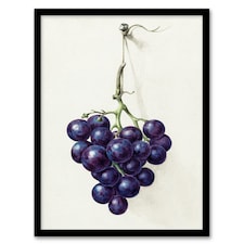 Jean Bernard Framed Wall Art Print Bunch of Blue Grapes Oil Painting Home Décor