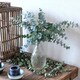 image 2 of Eucalyptus gunnii Azura 15cm Potted Plant x 1