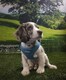 image 8 of HugglePets Step In Air Mesh Dog Harness | Black | L