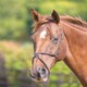image 3 of Shires Blenheim Mexican Noseband Black | Size: X-Full
Colour: Black