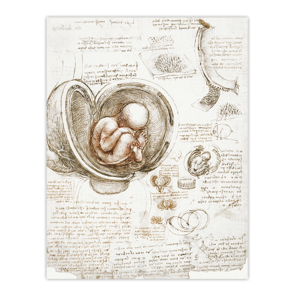 image 1 of Leonardo da Vinci Framed Wall Art Studies of the Foetus in the Womb Home Décor