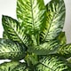 image 4 of Homescapes Dieffenbachia Dumb Cane Plant in Pot, 150 cm Tall