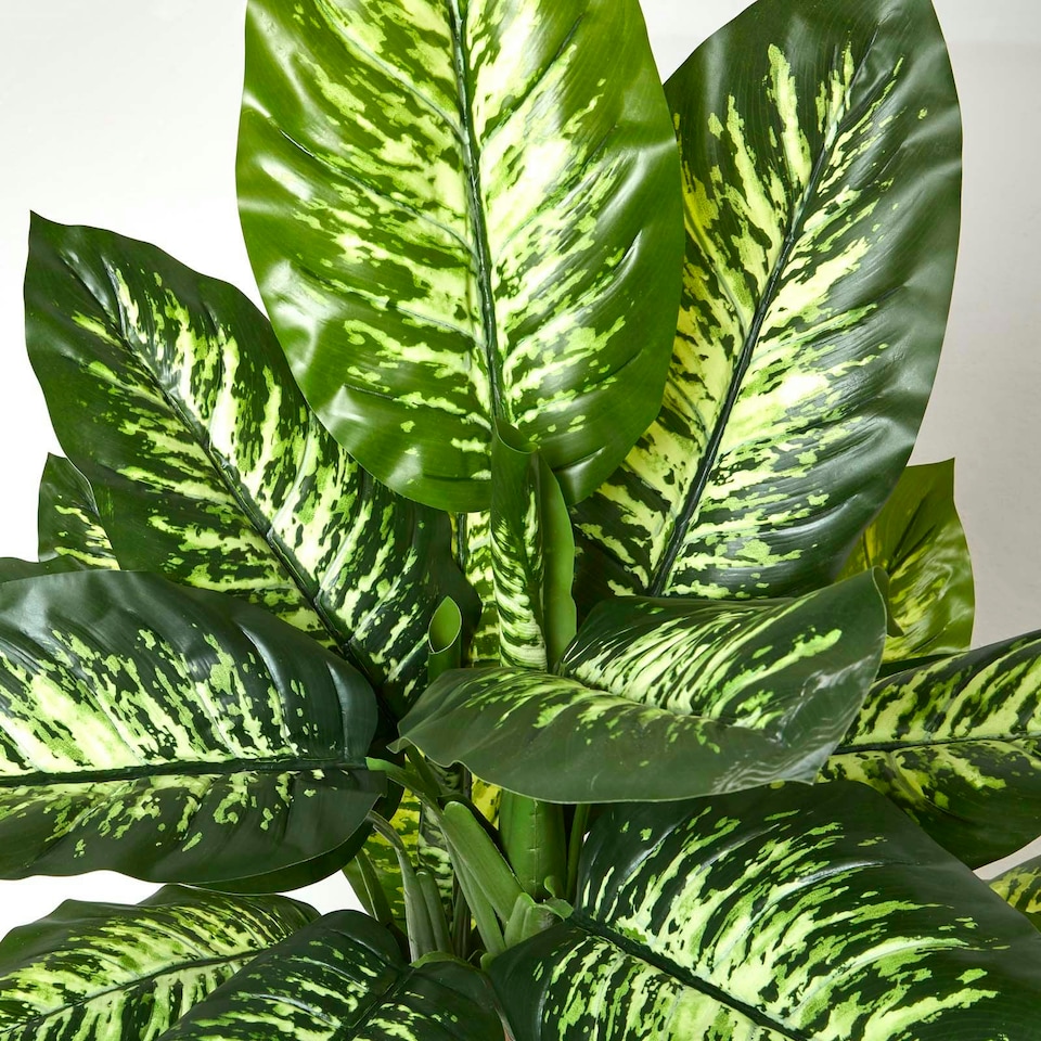 image 1 of Homescapes Dieffenbachia Dumb Cane Plant in Pot, 150 cm Tall