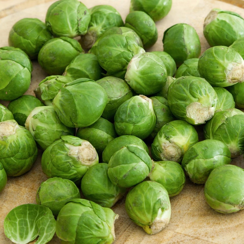 image 1 of Marshalls Garden Brussels Sprout Seeds 'Trafalgar' F1 - 40 Seeds