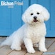 image 1 of Bichon Frise 2026 Calendar | Square Wall Calendar | Dog Breed Gift | Plastic Free Packaging | by Avonside Publishing