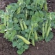 image 1 of Mr. Men Little Miss Pea Half Pint Dwarf Seeds - Fast-Growing Sweet Peas for Pots/Windowsills - 1 Packet (15 Seeds)