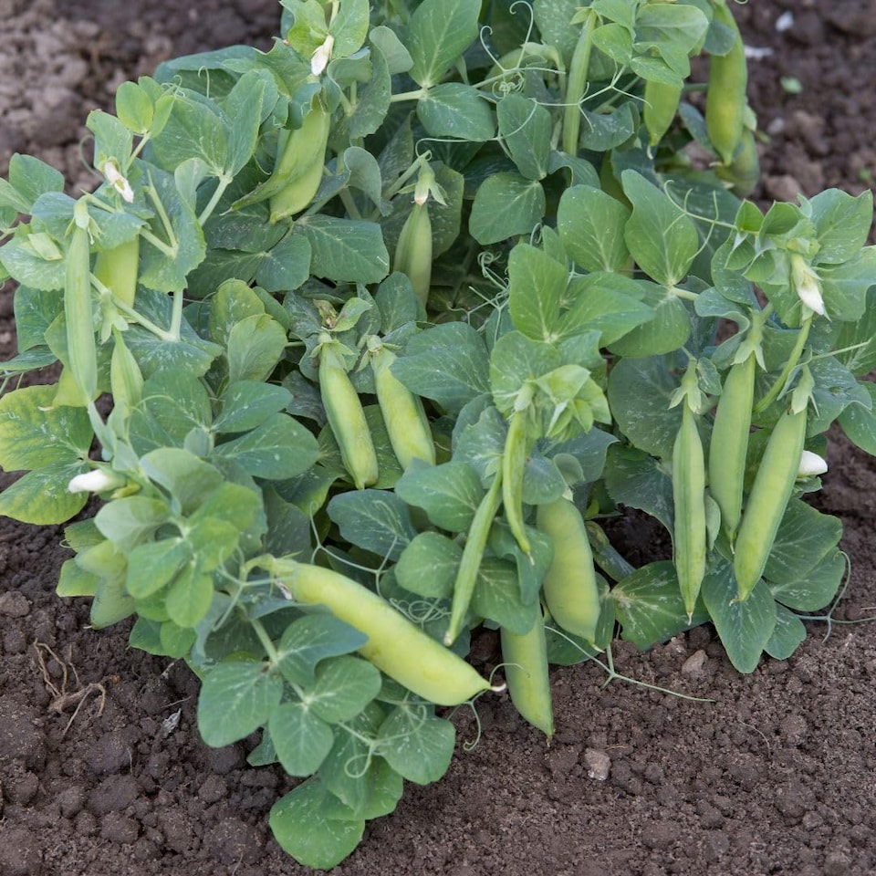 image 1 of Mr. Men Little Miss Pea Half Pint Dwarf Seeds - Fast-Growing Sweet Peas for Pots/Windowsills - 1 Packet (15 Seeds)