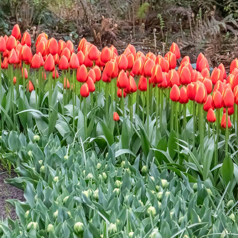 image 1 of Marshalls Garden Tulip Bulbs 'Worlds Favourite' 10 bulbs