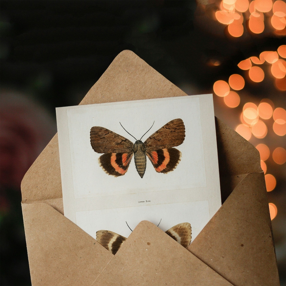 image 1 of Sherman Denton Art Card Darling Underwing Moth Illustration