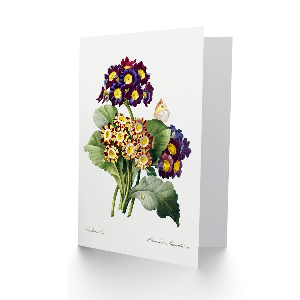 image 1 of Pierre-Joseph Redouté Art Card Primrose Flowers Vintage Floral